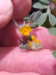 Foothill deervetch (Acmispon brachycarpus)