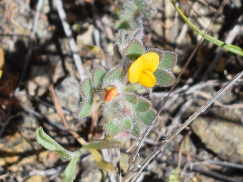 Foothill deervetch (Acmispon brachycarpus)
