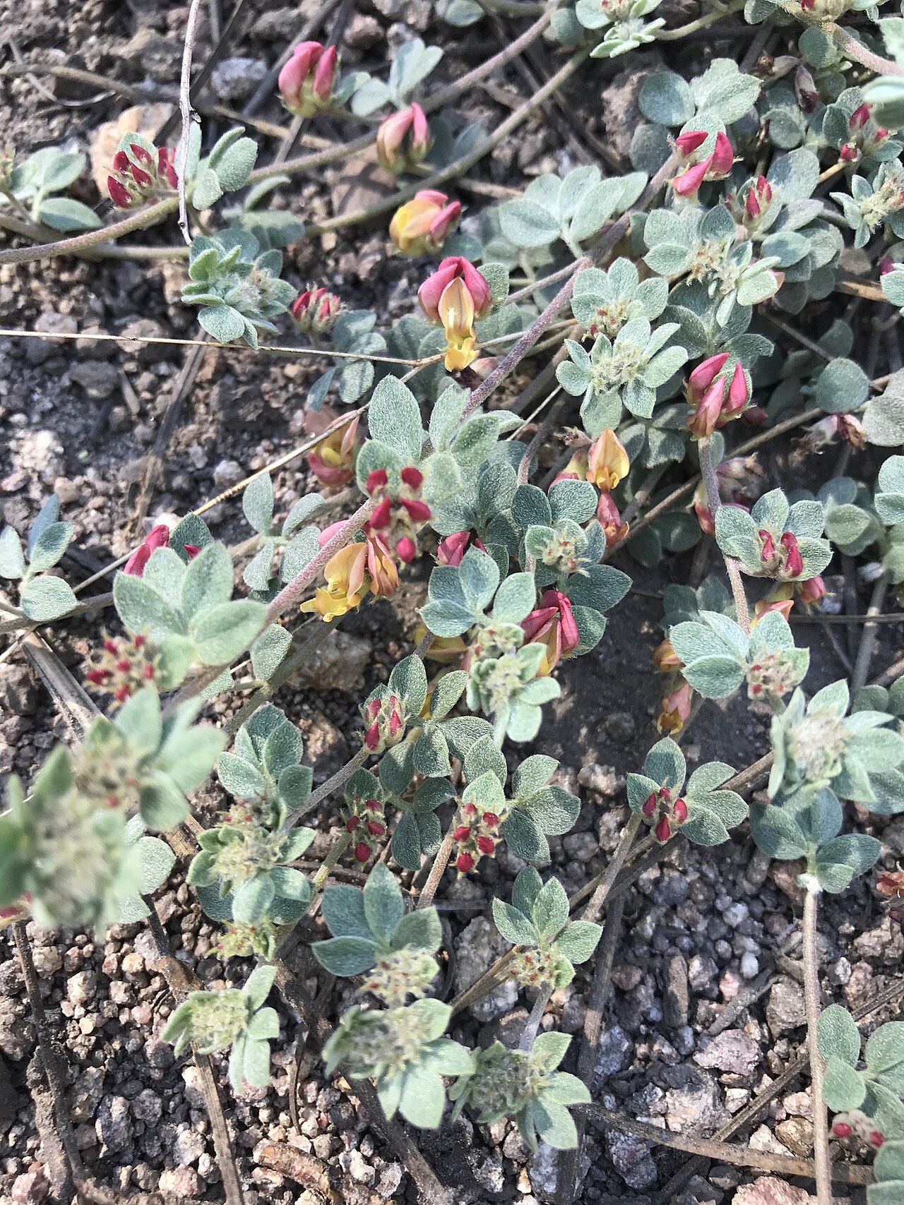 Acmispon decumbens: Sierra Lotus (Acmispon decumbens var. davidsonii). Variety of plant.