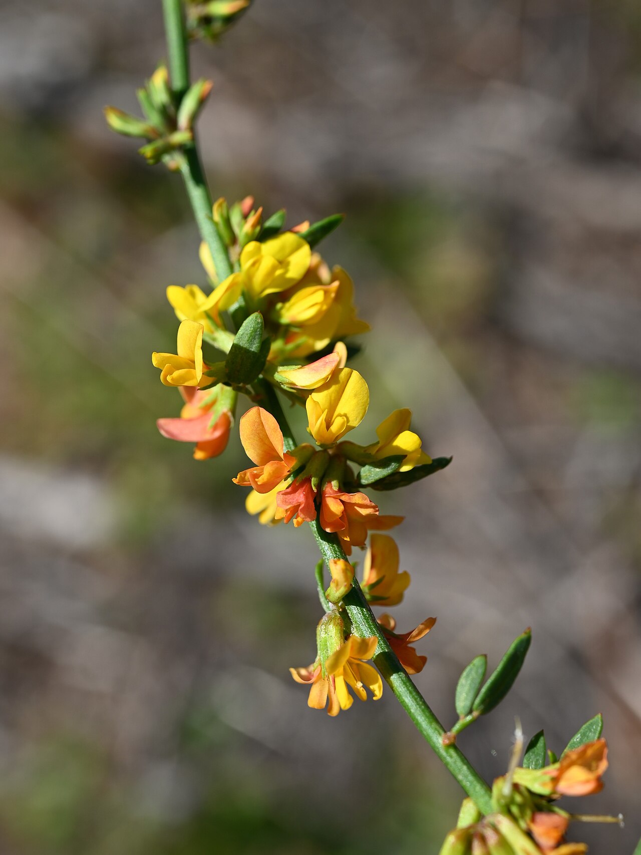 Acmispon glaber: Acmispon glaber at Mt Woodson Rd to Potato Chip Rock near Ramona, California