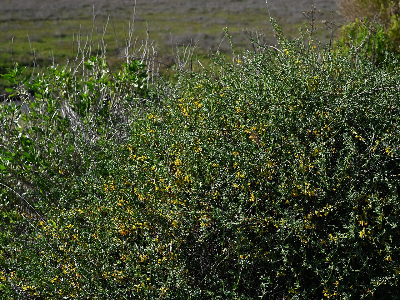 Acmispon glaber: Acmispon glaber at the mouth of Los Penasquitos Creek, N form San Diego, California