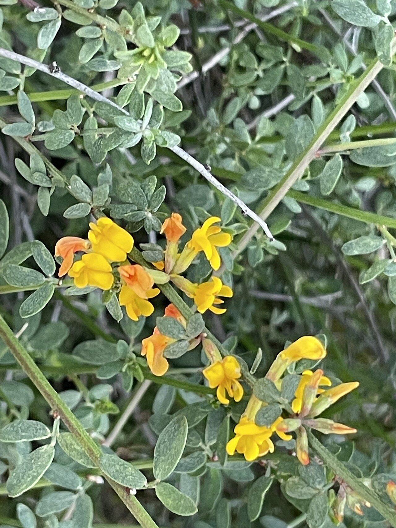 Acmispon glaber: California Broom (Acmispon glaber var. glaber). Variety of plant.