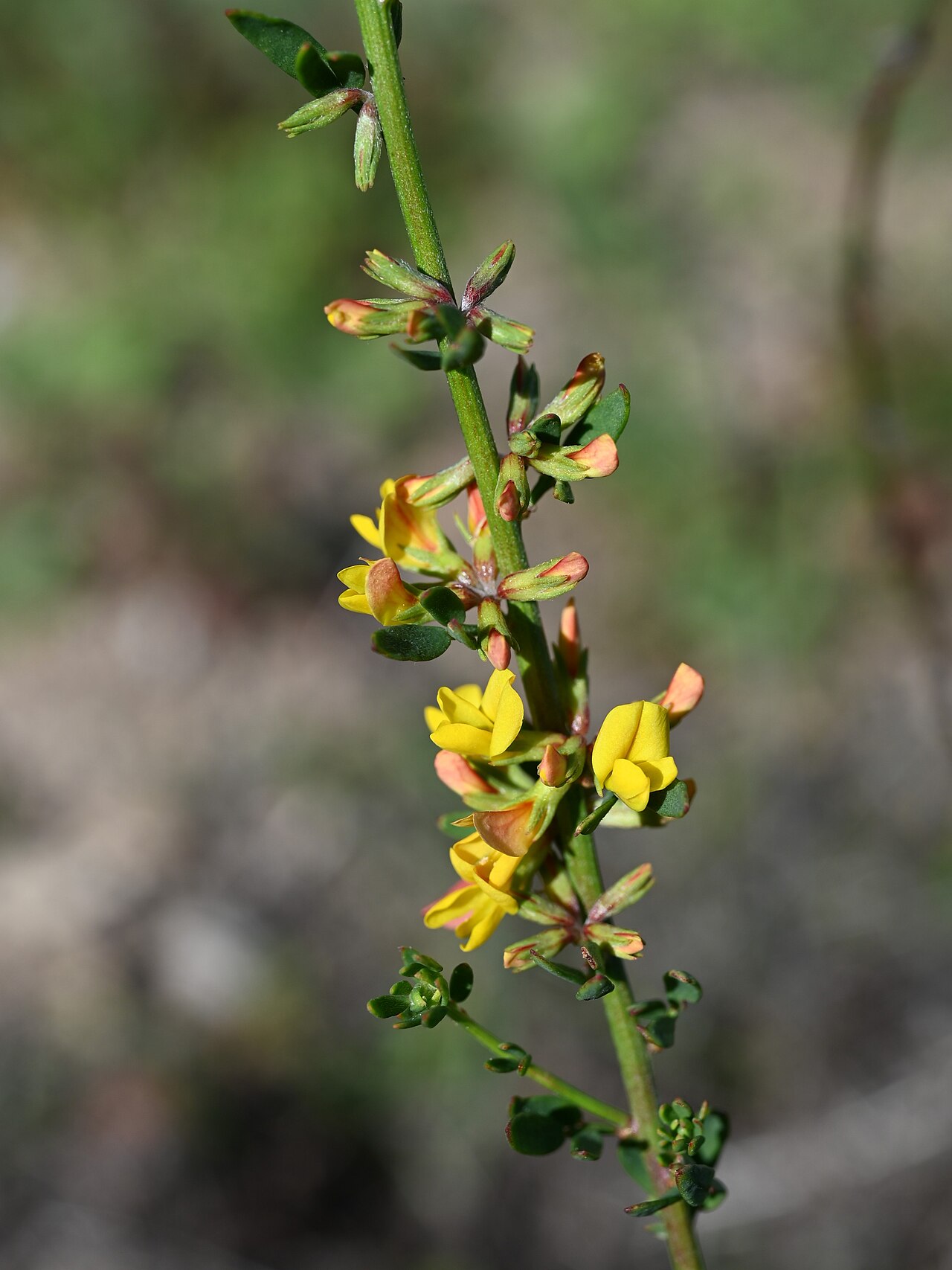 Acmispon glaber: Acmispon glaber at Mt Woodson Rd to Potato Chip Rock near Ramona, California