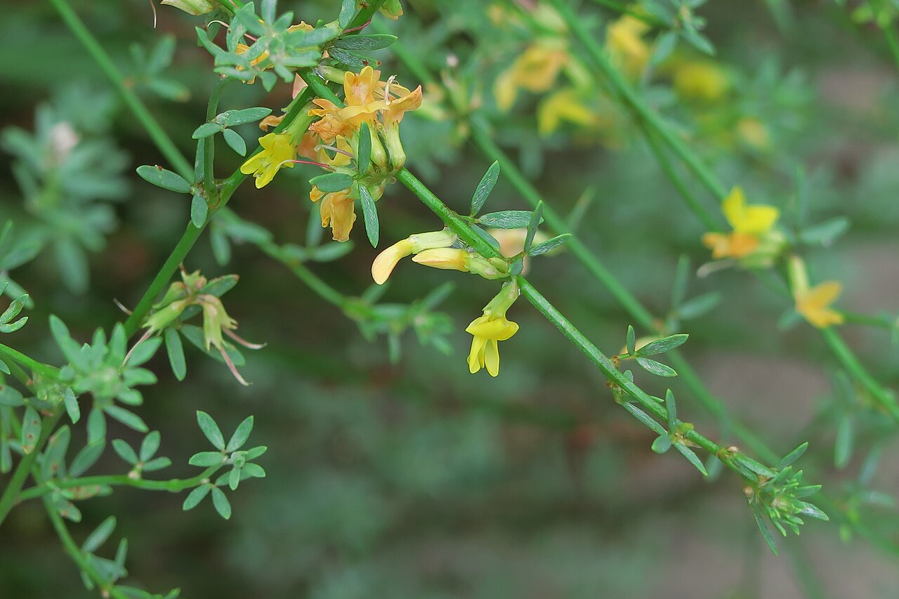 Acmispon glaber: Acmispon glaber—deerweed. A pioneer plant found in road cuts and other disturbed areas. The species is pollinated by native bees and serves as the host plant fo