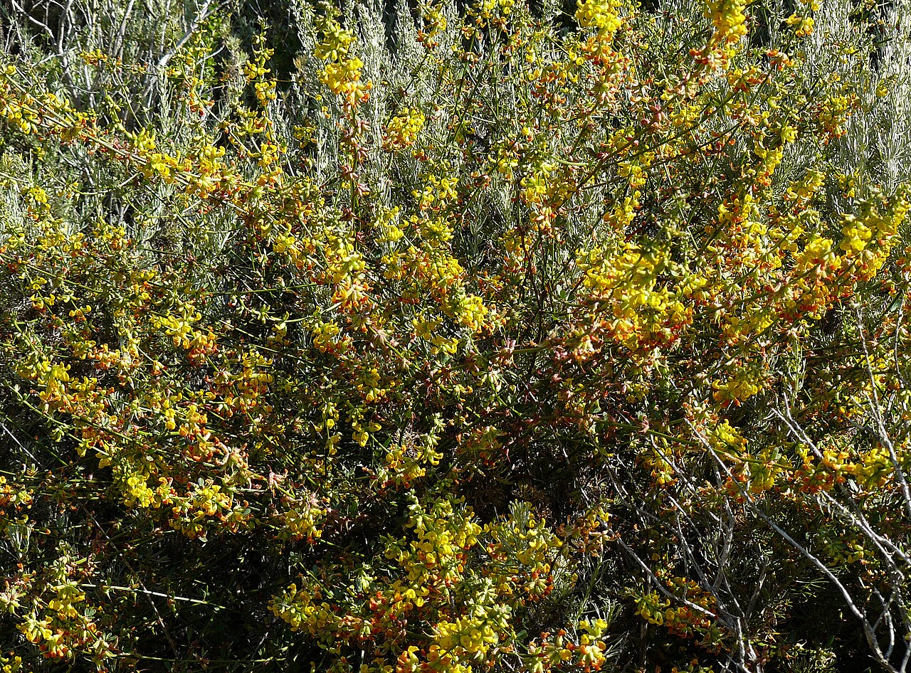 Acmispon glaber: Acmispon glaber — Deerweed. In Montana de Oro State Park , San Luis Obispo County, California.