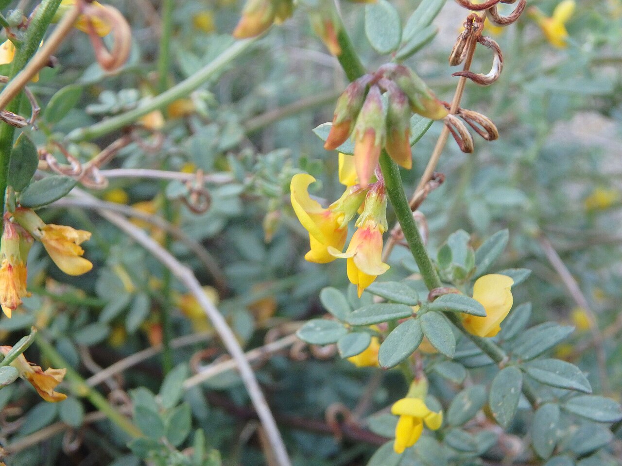 Acmispon glaber: Short-winged Deerweed (Acmispon glaber var. brevialatus). Variety of plant.