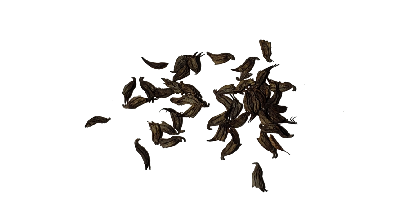 Acmispon glaber: Several fruits of Acmispon glaber (deerweed), demonstrating their curved shape