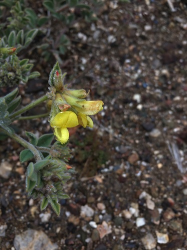 Acmispon grandiflorus (Acmispon grandiflorus)