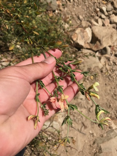 Acmispon grandiflorus (Acmispon grandiflorus)