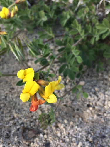 Acmispon grandiflorus (Acmispon grandiflorus)