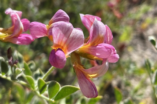 Acmispon grandiflorus (Acmispon grandiflorus)