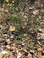 Acmispon grandiflorus (Acmispon grandiflorus)