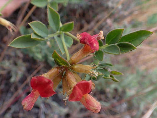 Acmispon grandiflorus (Acmispon grandiflorus)
