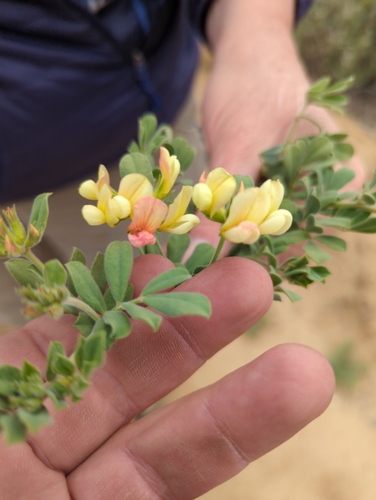 Acmispon grandiflorus (Acmispon grandiflorus)