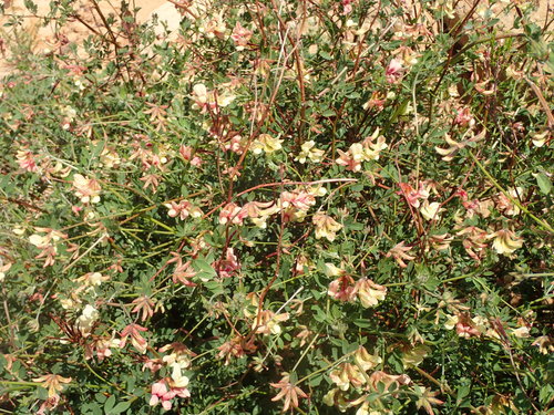 Acmispon grandiflorus (Acmispon grandiflorus)