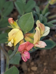 Acmispon grandiflorus (Acmispon grandiflorus)