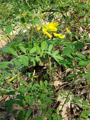 Acmispon grandiflorus (Acmispon grandiflorus)