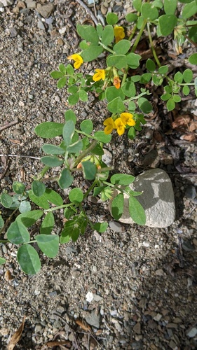 Coastal bird's-foot trefoil (Acmispon maritimus)
