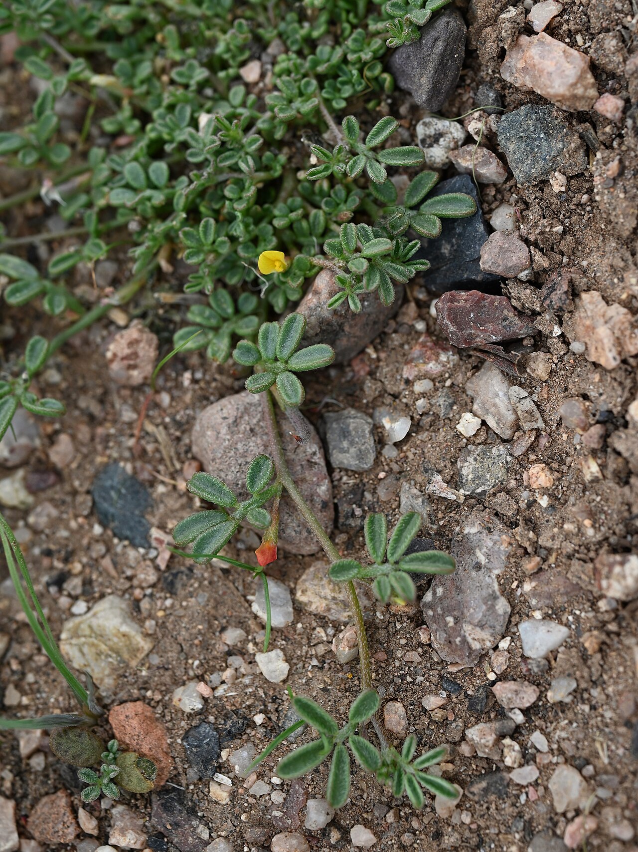Coastal bird's-foot trefoil: Acmispon maritimus at crossing N Apache Road and road to Lost Dutchman State Park in Phoenix, Arizona