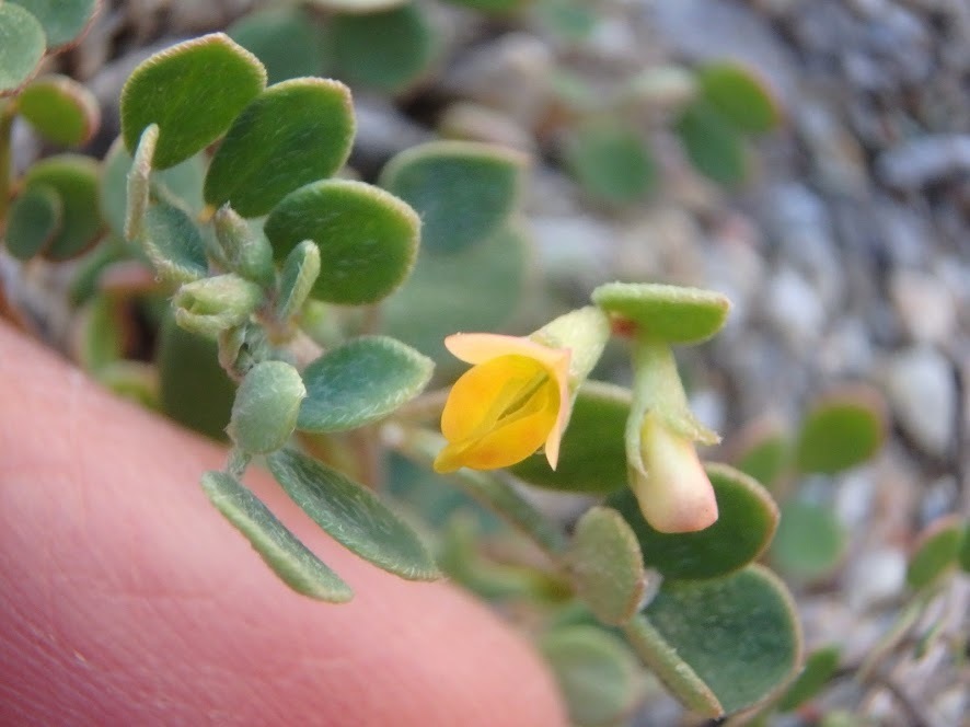 Coastal bird's-foot trefoil (Acmispon maritimus)