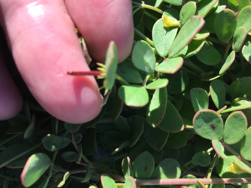 Coastal bird's-foot trefoil (Acmispon maritimus)