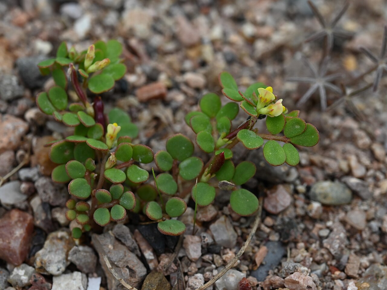 Coastal bird's-foot trefoil: Acmispon maritimus at crossing N Apache Road and road to Lost Dutchman State Park in Phoenix, Arizona