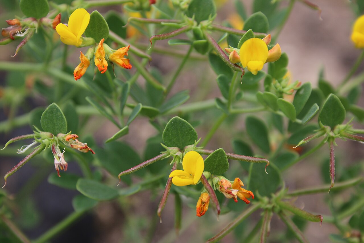 Coastal bird's-foot trefoil: Flickr description Acmispon maritimus