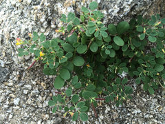 Coastal bird's-foot trefoil (Acmispon maritimus)