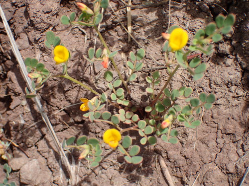Coastal bird's-foot trefoil (Acmispon maritimus)