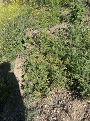 Coastal bird's-foot trefoil (Acmispon maritimus)