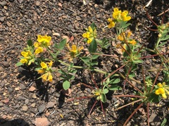 Coastal bird's-foot trefoil (Acmispon maritimus)