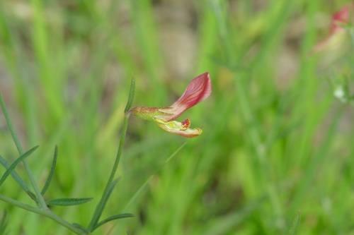 Acmispon oroboides (Acmispon oroboides)
