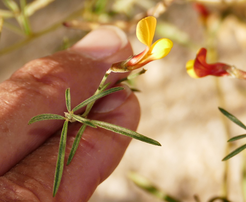 Acmispon oroboides (Acmispon oroboides)