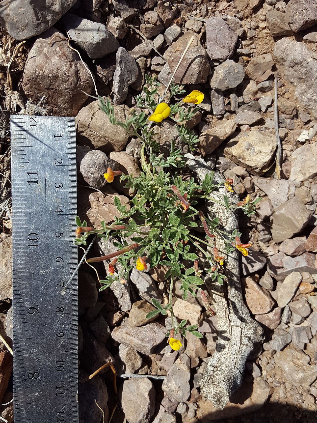 Acmispon oroboides: New Mexico bird's-foot trefoil ( Acmispon oroboides ) in the United States