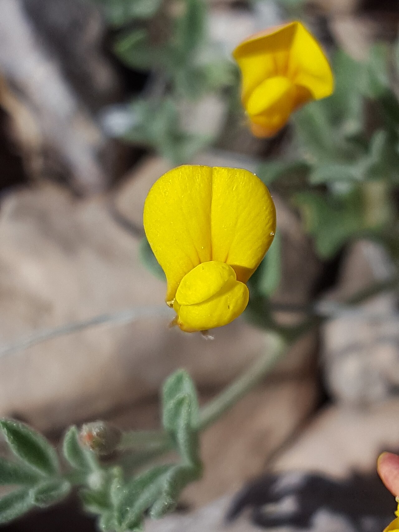Acmispon oroboides: New Mexico bird's-foot trefoil ( Acmispon oroboides ) in the United States