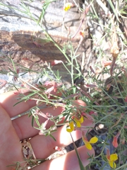 Acmispon oroboides (Acmispon oroboides)