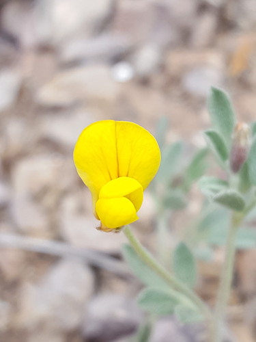 Acmispon oroboides (Acmispon oroboides)