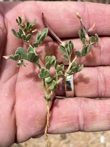 Acmispon oroboides (Acmispon oroboides)