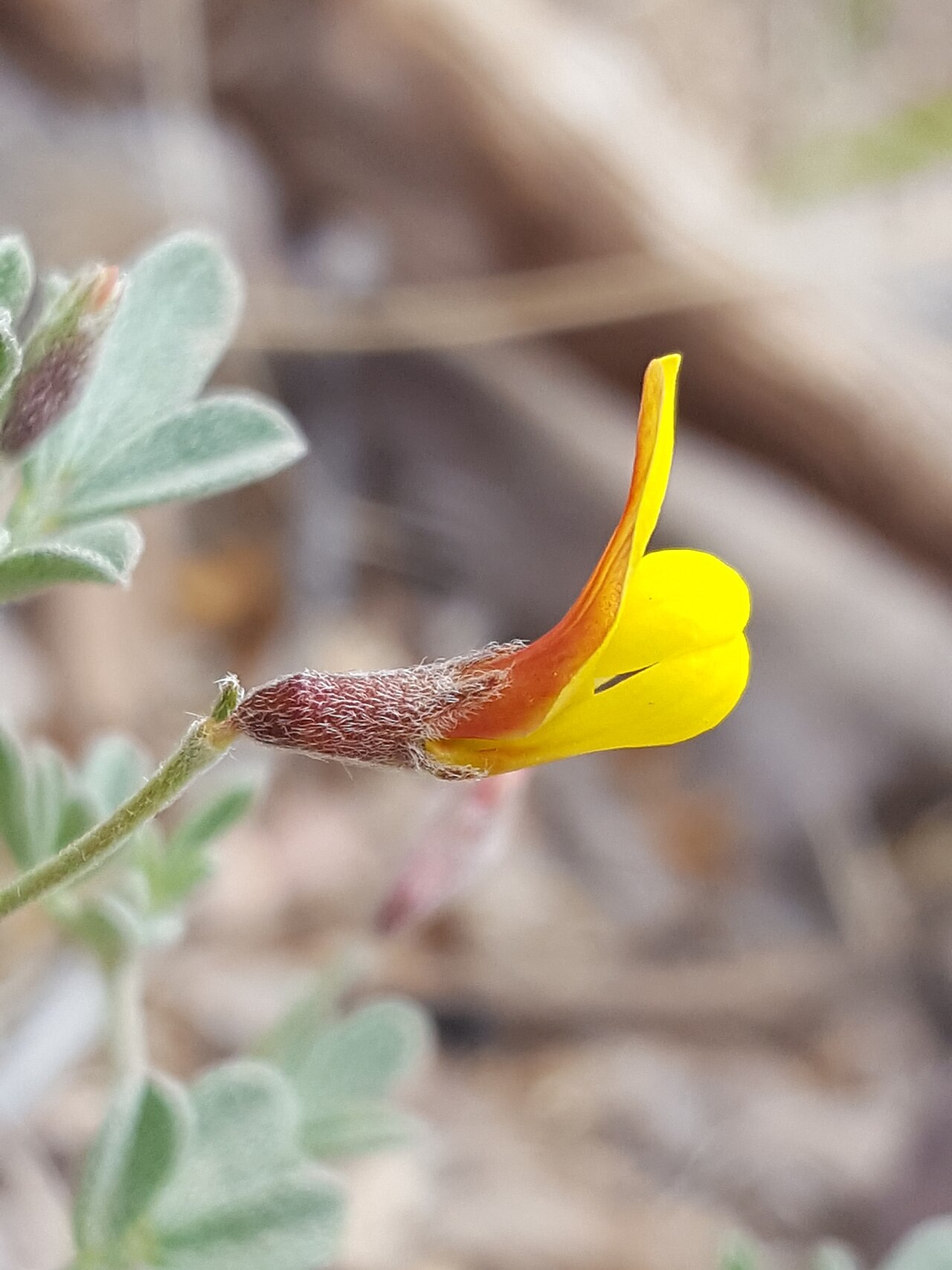 Acmispon oroboides: New Mexico bird's-foot trefoil ( Acmispon oroboides ) in the United States