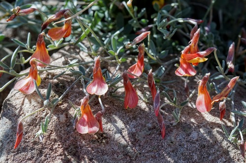 Acmispon oroboides (Acmispon oroboides)