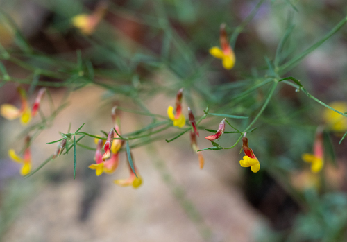 Acmispon oroboides (Acmispon oroboides)