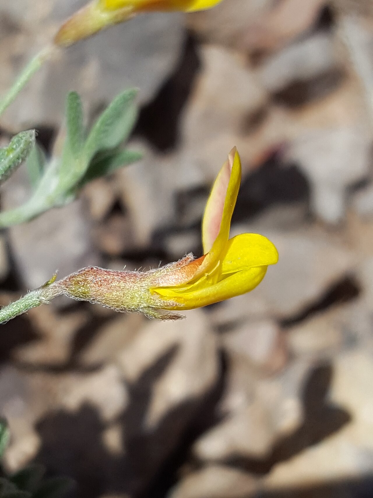 Acmispon oroboides: New Mexico bird's-foot trefoil ( Acmispon oroboides ) in the United States