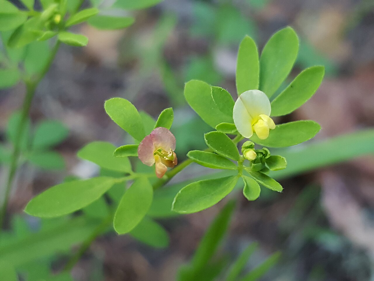 Desert deervetch: Short-flower Deervetch ( Acmispon parviflorus ) in the United States