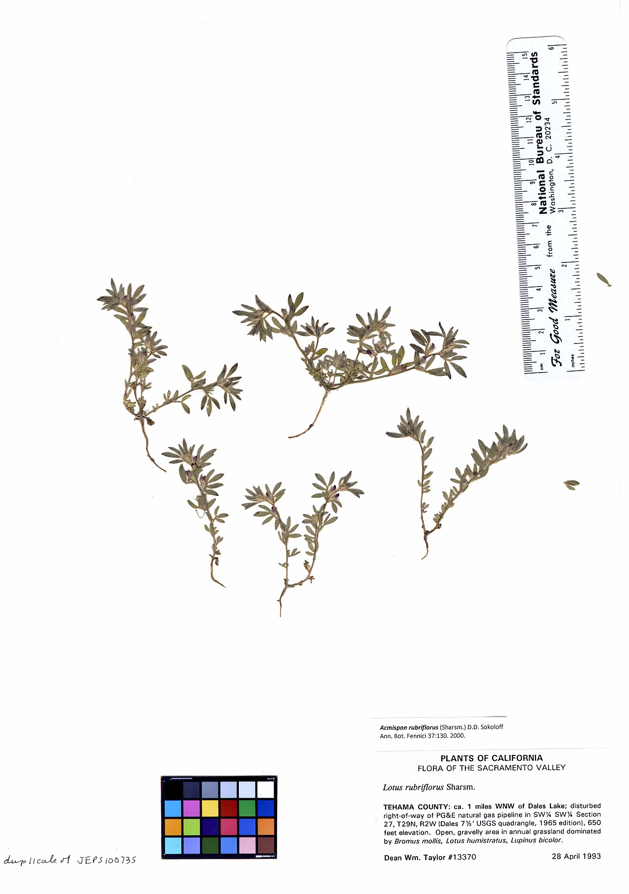 Redflower bird's-foot trefoil: duplicate of JEPS100735