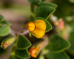 Acmispon subpinnatus (Acmispon subpinnatus)