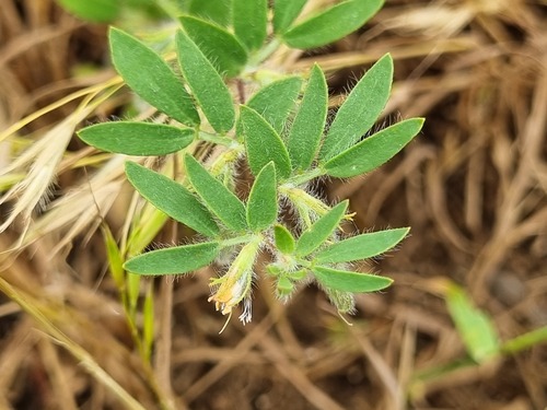 Acmispon subpinnatus (Acmispon subpinnatus)