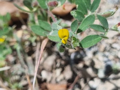 Acmispon subpinnatus (Acmispon subpinnatus)