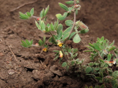 Acmispon subpinnatus (Acmispon subpinnatus)
