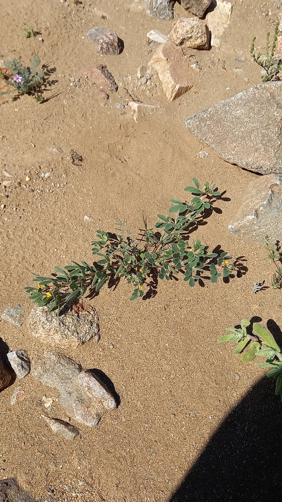 Acmispon subpinnatus (Acmispon subpinnatus)
