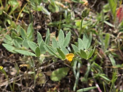 Acmispon subpinnatus (Acmispon subpinnatus)
